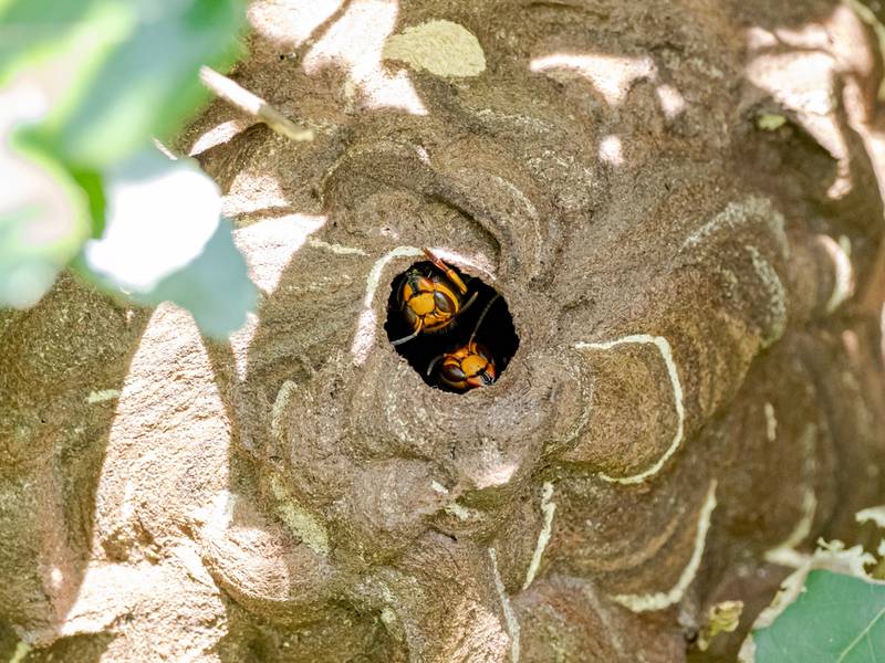 Appelez Action Guêpes 60 pour la destruction de nid de frelon