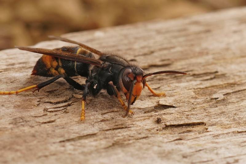 Appelez Action Guêpes 60 pour la destruction de nid de frelon