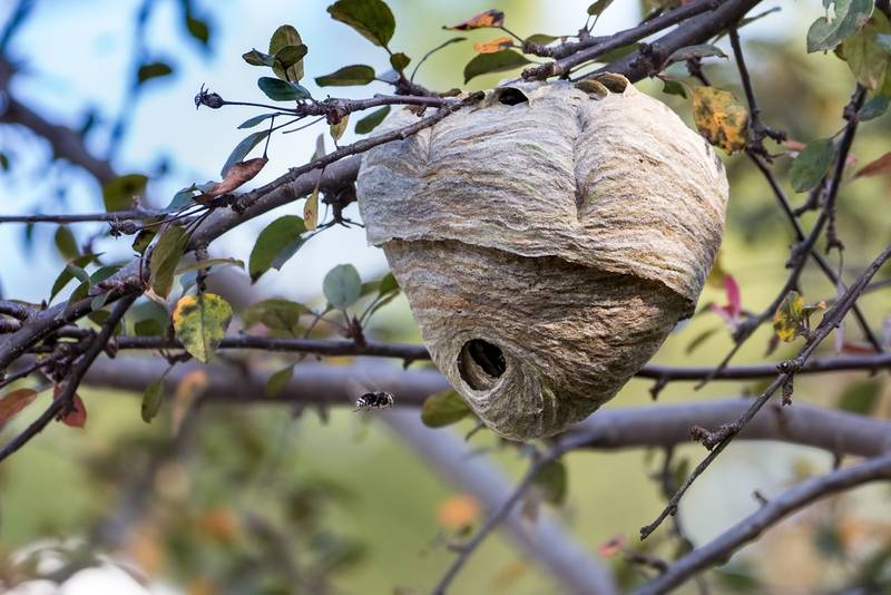 Appelez Action Guêpes 60 pour la destruction de nid de frelon