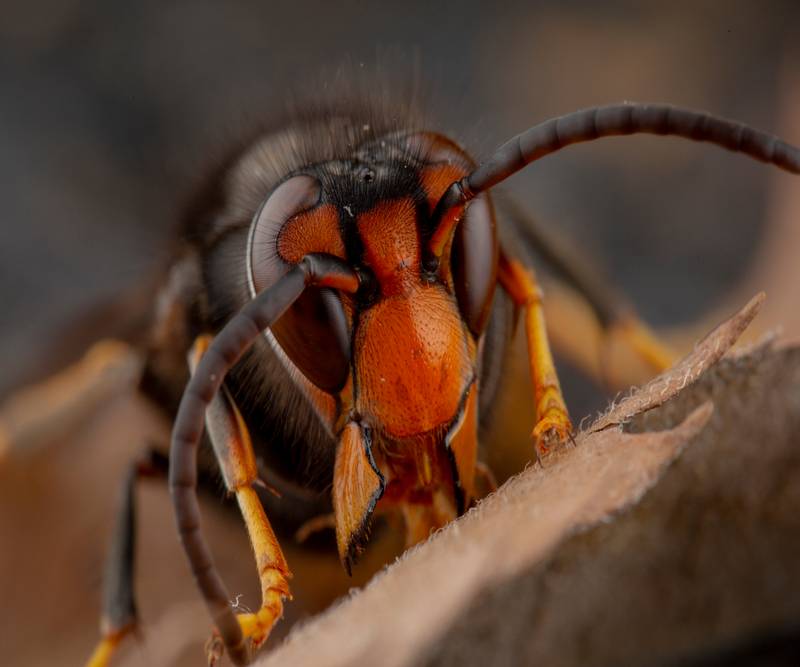 Appelez Action Guêpes 60 pour la destruction de nid de frelon