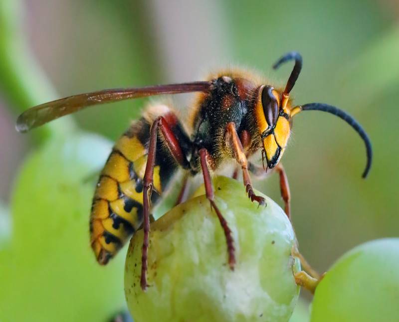 Appelez Action Guêpes 60 pour la destruction de nid de frelon