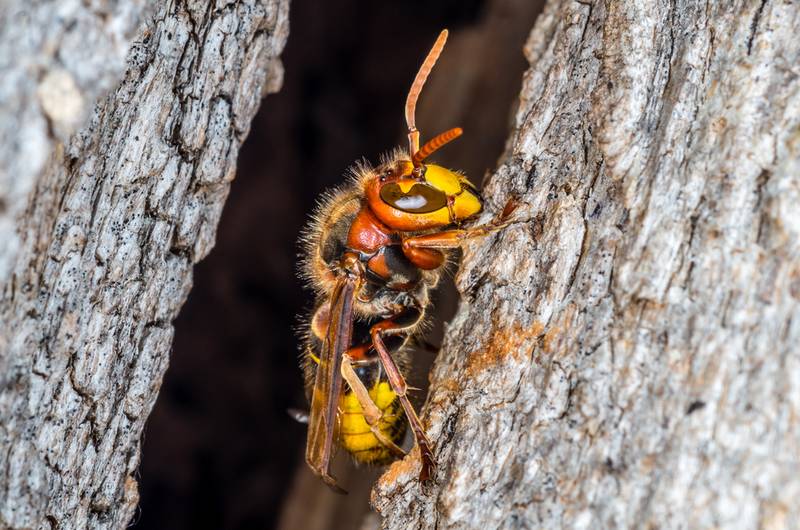Appelez Action Guêpes 60 pour la destruction de nid de frelon