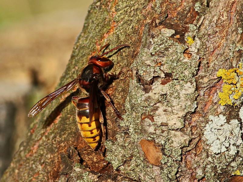 Appelez Action Guêpes 60 pour la destruction de nid de frelon