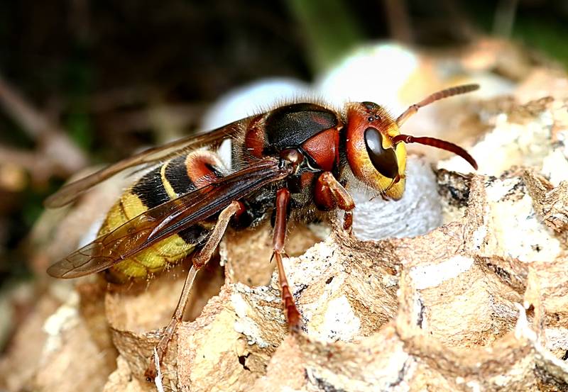 Appelez Action Guêpes 60 pour la destruction de nid de frelon