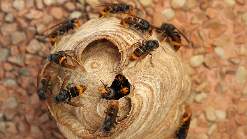 Appelez Action Guêpes 60 pour la destruction de nid de frelon