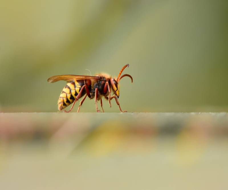 Appelez Action Guêpes 60 pour la destruction de nid de frelon