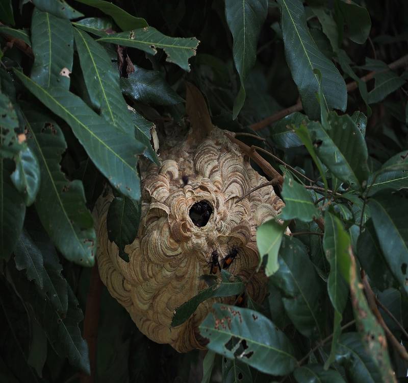 Appelez Action Guêpes 60 pour la destruction de nid de frelon
