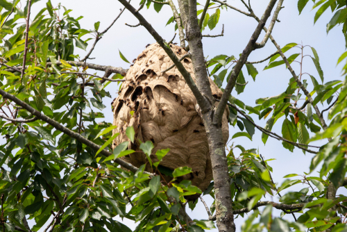Un nid de frelons dans un arbre. Faites intervenir un professionnel