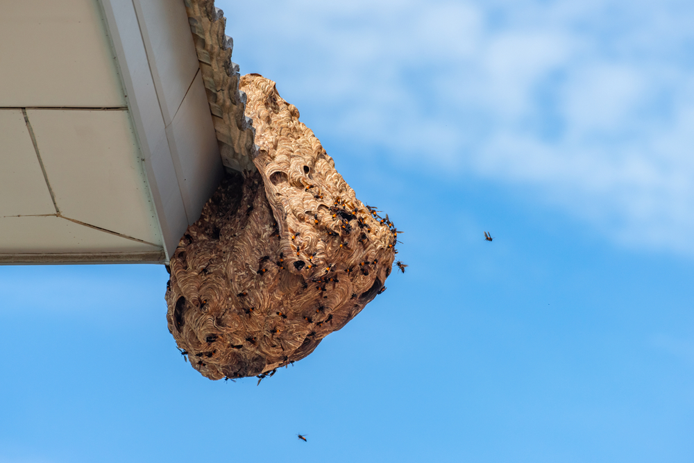 Destruction de nid de guêpes dans l'Oise Contactez Action Guêpes 60 pour la destruction de vos nids de guêpes dans l'Oise